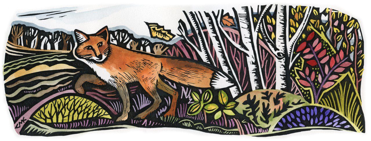 scraperboard illustration of a fox in a wood by Claudia McGehee