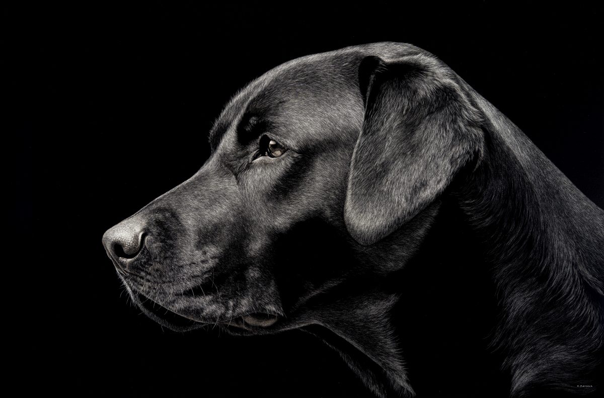 Scraperboard of the profile of a labrador's head by Keith Sykes