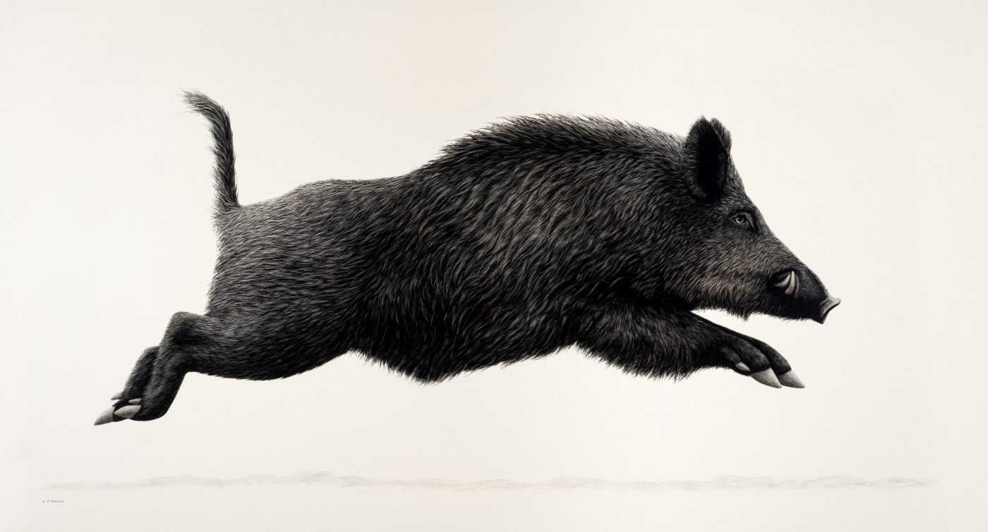 Scraperboard artwork of a running boar by Keith Sykes